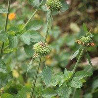 Leonotis nepetifolia (L.) R.Br.